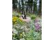 Charming shot of a dog sitting amongst the vibrant wildflowers in the well-kept backyard at 116 Ramona Rd, Golden, CO 80403