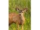 A young buck is standing in a field of tall grass with yellow flowers, near this property at 3125 Red Kit Rd, Franktown, CO 80116