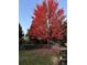 Lush backyard with a vibrant red tree, terraced landscape, brick walls, and a deck at 7858 Oban Ct, Lone Tree, CO 80124