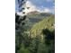 Lush mountain view with the vibrant greenery of tall trees reaching toward the sky with rock cropping at 13495 Shiloh Rd, Conifer, CO 80433