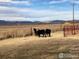 A small herd of cows standing in a pasture with distant mountains at 14798 N 115Th St, Longmont, CO 80504