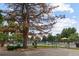 Community pool area with lounge chairs, umbrellas, and mature shade trees at 12466 E Amherst Cir, Aurora, CO 80014