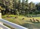Picturesque backyard view of a large herd of elk grazing on a green lawn at 24768 Foothills N Dr, Golden, CO 80401