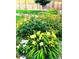 Backyard garden showcasing vibrant yellow lilies and lush greenery at 15804 Elizabeth E Cir, Thornton, CO 80602