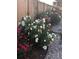 Lush garden featuring a variety of colorful flowers and plants along the backyard fence at 15804 Elizabeth E Cir, Thornton, CO 80602