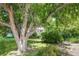 Lush front yard featuring a large tree providing shade and a view of the home's inviting facade at 2440 Saulsbury St, Lakewood, CO 80214
