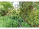 Lush backyard featuring mature trees and vibrant green foliage at 8888 W 37Th Pl, Wheat Ridge, CO 80033