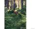 Peaceful deer resting in a forest clearing, nestled amongst vibrant green foliage at 63 Sillasen Ln, Golden, CO 80403