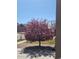 A charming front yard features a blossoming tree next to the driveway and basketball hoop at 24317 E Powers Ave, Aurora, CO 80016