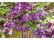Close-up of vibrant purple Clematis flowers climbing on a trellis, adding beauty to the landscape at 7871 Ogden Ct, Denver, CO 80229