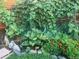 A lush garden with thriving vegetation, rocks, and colorful flowers at 7871 Ogden Ct, Denver, CO 80229