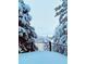 Winter view of the mountains through snow-covered trees at 5 Catamount Ln, Littleton, CO 80127