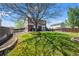 Large backyard with lush green grass, trees, and a partial white picket fence at 13884 Lilac St, Thornton, CO 80602