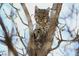 A bobcat perched in a tree, showcasing the natural beauty and wildlife in this area at 5904 Meadowbrook Dr, Morrison, CO 80465