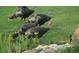 Wild turkeys roaming freely across the well-maintained, expansive lawn of the property at 5904 Meadowbrook Dr, Morrison, CO 80465