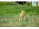 A young deer gracefully leaping through lush green grass on the property, close to nature at 5904 Meadowbrook Dr, Morrison, CO 80465