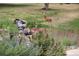 Deer near a waterfall at 5904 Meadowbrook Dr, Morrison, CO 80465