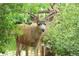 Deer in a yard at 5904 Meadowbrook Dr, Morrison, CO 80465