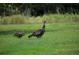 Turkeys in a yard at 5904 Meadowbrook Dr, Morrison, CO 80465