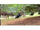 Wildlife roaming the grounds including deer and turkeys at 5904 Meadowbrook Dr, Morrison, CO 80465