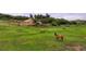 Scenic view of horses grazing in a lush pasture with a barn and fenced area in the background at 3850 Hopi Dr, Sedalia, CO 80135