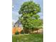 Backyard featuring a large tree providing ample shade and a wood fence at 894 S Krameria St, Denver, CO 80224