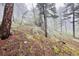 Property in dense forest with rocky landscape and tall trees shrouded in mist and fog at 4923 Snowberry Ln, Evergreen, CO 80439