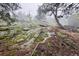 Moss-covered rocks and trees create a serene and natural landscape at 4923 Snowberry Ln, Evergreen, CO 80439