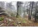 Lush landscape with rugged terrain, dense woods and a hint of a charming home in the background at 4923 Snowberry Ln, Evergreen, CO 80439