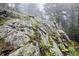 Rocky hillside with lush vegetation featuring yellow flowers and other leafy plants at 4923 Snowberry Ln, Evergreen, CO 80439