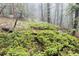 Lush green ground cover on a hillside beneath misty trees creates a tranquil and scenic landscape at 4923 Snowberry Ln, Evergreen, CO 80439