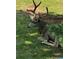 A majestic mule deer buck with impressive antlers resting peacefully in the grass at 1977 Champions Cir, Castle Rock, CO 80104