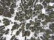 Aerial view of treed property with snow-covered trees at 5525 S Twin Spruce Dr, Evergreen, CO 80439