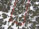 Aerial view of treed property with red boundary lines and snow-covered trees at 5525 S Twin Spruce Dr, Evergreen, CO 80439
