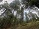 Trees lead to an overview of the property in the forest at 5525 S Twin Spruce Dr, Evergreen, CO 80439