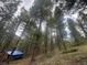 Scenic wooded hillside with tall pine trees, showcasing a tranquil and natural setting at 5525 S Twin Spruce Dr, Evergreen, CO 80439