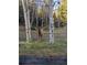 Quaint backyard with decorated trees and curious deer for peaceful nature watching from your own property at 2720 S Spring Gulch Rd, Idaho Springs, CO 80452