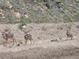 Scenic landscape with a trio of adorable fawns posing roadside, perfect for nature enthusiasts and wildlife admirers at 2720 S Spring Gulch Rd, Idaho Springs, CO 80452