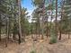 Natural wooded backyard featuring a stone firepit in a private outdoor space at 26349 Pleasant Park Rd, Conifer, CO 80433