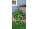 A bleeding heart plant is situated next to the exterior of this home at 4826 S Ireland St, Aurora, CO 80015