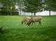 Two beautiful elk grazing in the community backyard at 4 Oakmont Ln, Littleton, CO 80127