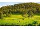 Picturesque golf course with an elk, rolling hills, and lush greenery create a tranquil view at 29822 Troutdale Scenic Dr, Evergreen, CO 80439
