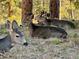 A herd of Mule Deer resting in the woods in the shade of pine trees at 29822 Troutdale Scenic Dr, Evergreen, CO 80439