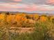 Beautiful view of trees in fall color, including golden cottonwoods, with mountains in distance at 9531 Desert Willow Way, Highlands Ranch, CO 80129