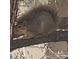 Squirrel sitting on a tree branch at 5317 W Iliff Dr # 101, Lakewood, CO 80227