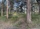 Natural wooded backyard with towering trees and a serene atmosphere at 34480 County Road 17, Elizabeth, CO 80107