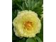 Stunning close-up of a vibrant yellow flower in full bloom, highlighting its intricate details at 1744 S Leyden St, Denver, CO 80224