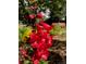 Beautiful red flowers in a garden, showcased in a close-up shot at 1744 S Leyden St, Denver, CO 80224