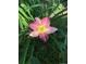 Close-up of a beautiful pink and yellow flower in a garden setting at 1744 S Leyden St, Denver, CO 80224