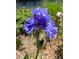 Stunning purple iris flower with delicate details at 1744 S Leyden St, Denver, CO 80224